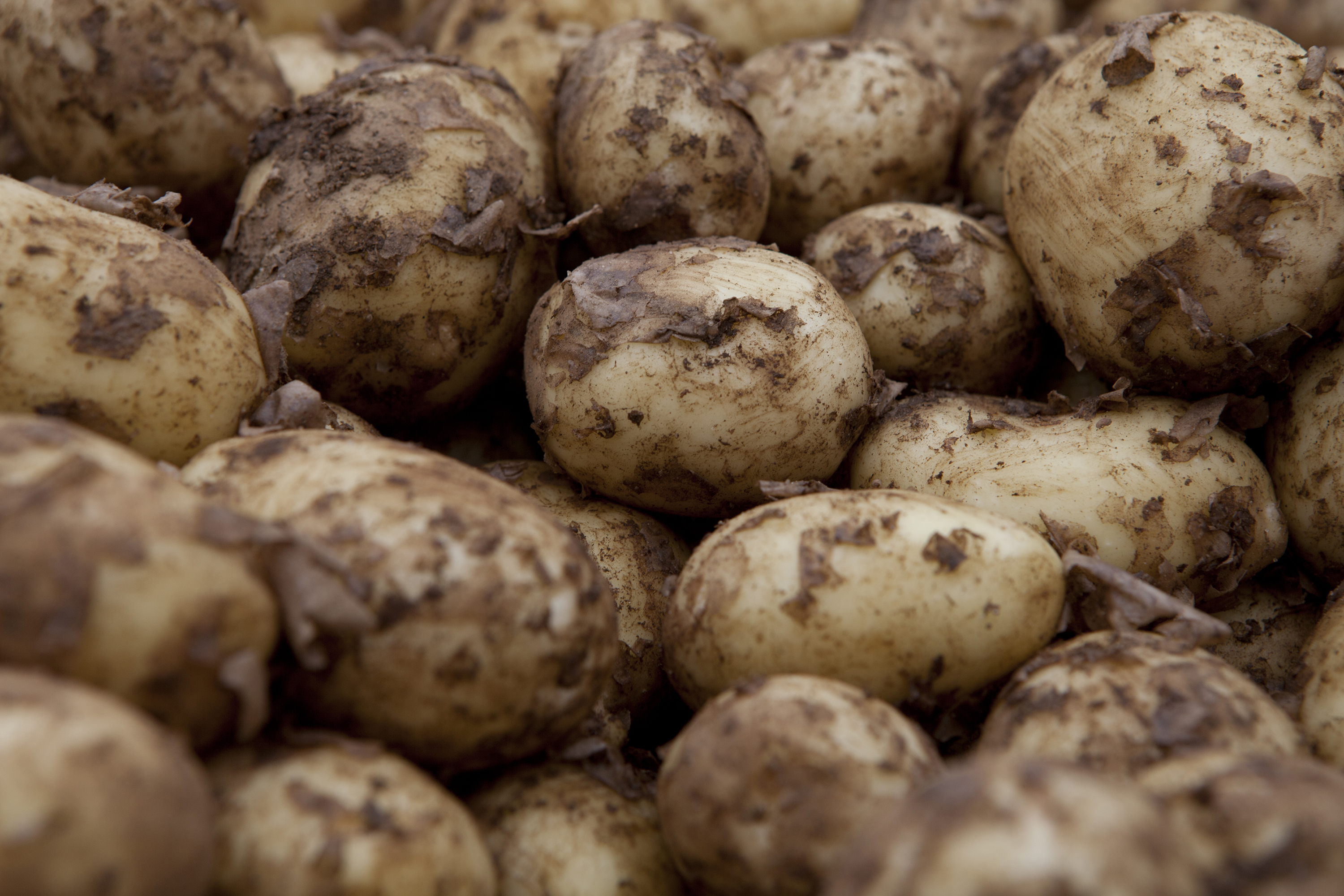 Potatis Ekologisk Säsong Juli Februari SydGrönt Lagra Potatis Över Vintern ~ Potatis Ekologisk Säsong Juli Februari SydGrönt