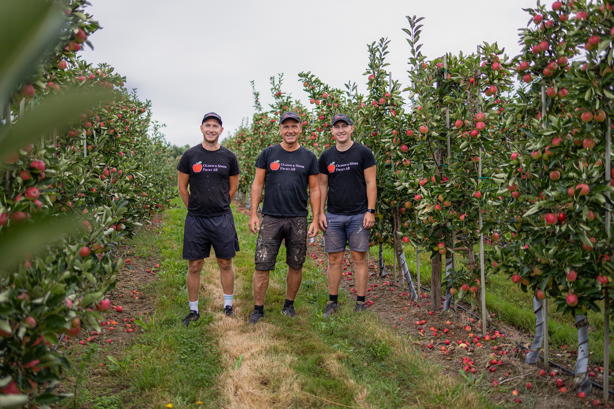 En bild på Tomas Olsson och hans två söner ute i den röda äppel lunden. 