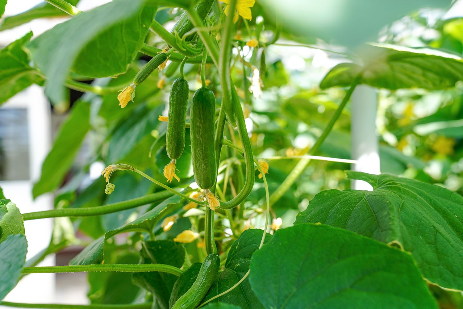 Salladslök nyskördad