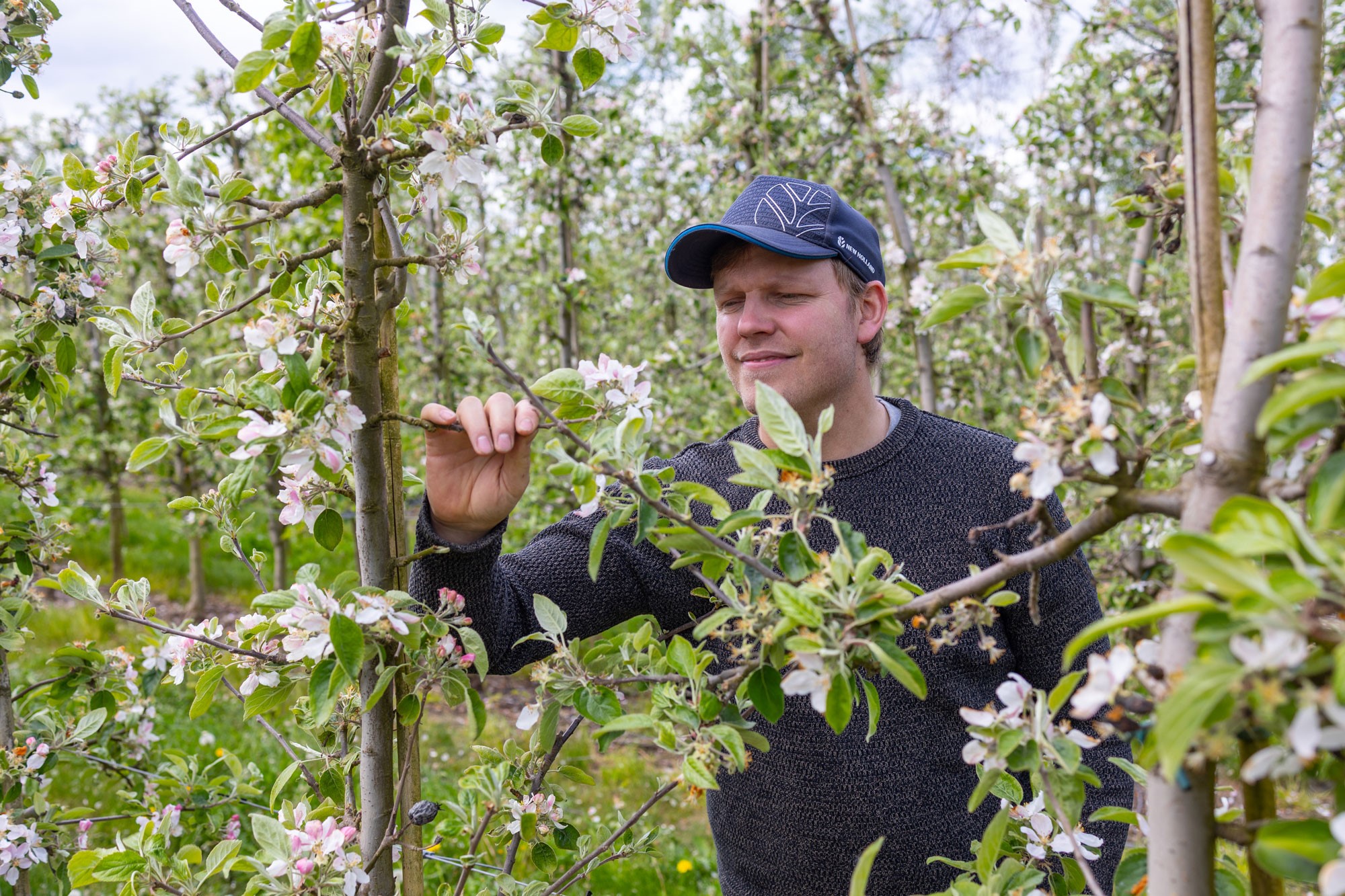 Jimmie studerar sina äppelträd