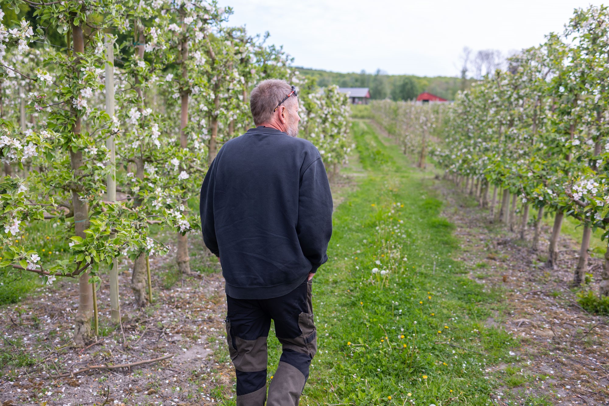 Mats Ingolf går runt i odlingen och tittar på sina träd