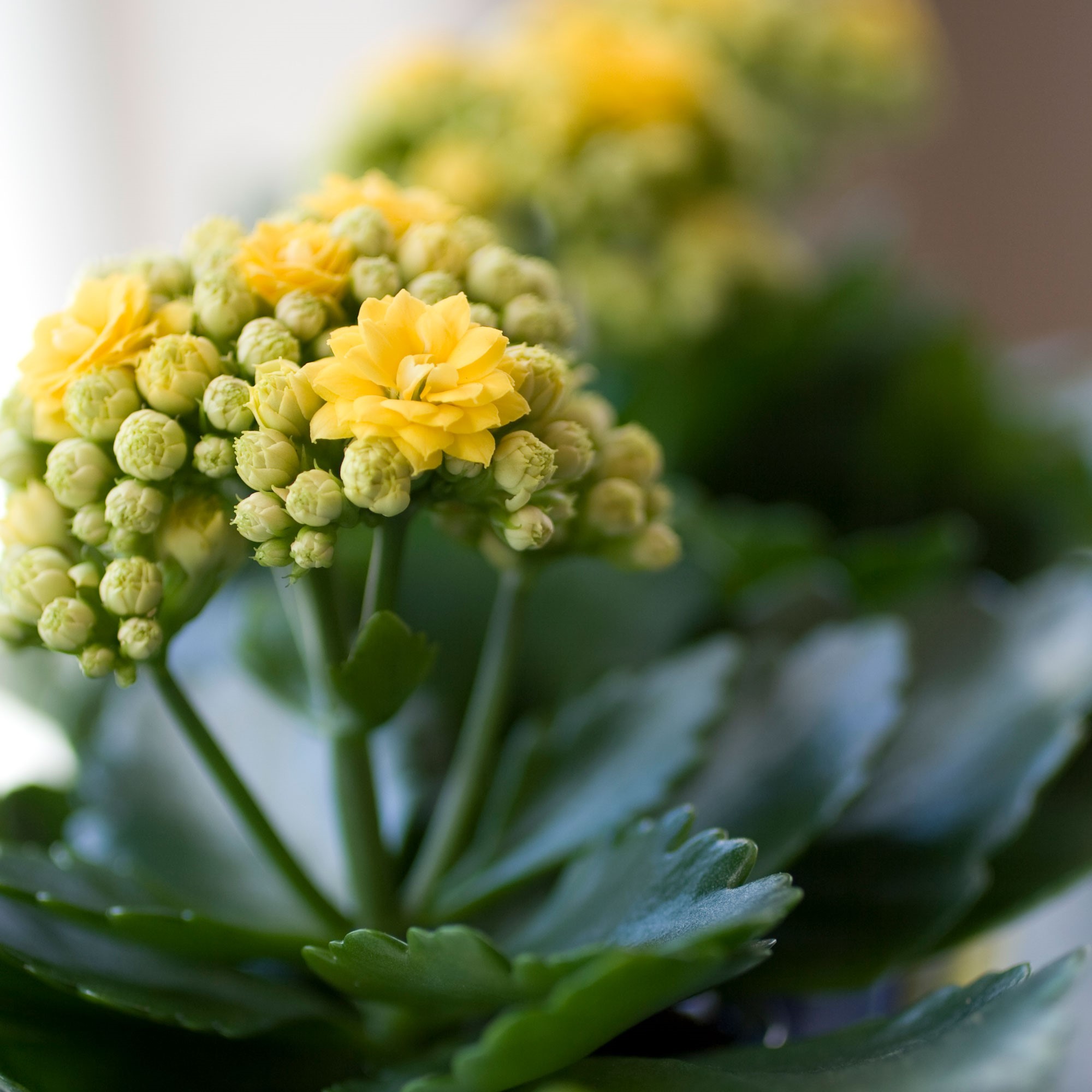 Dubbelblommande kalanchoe