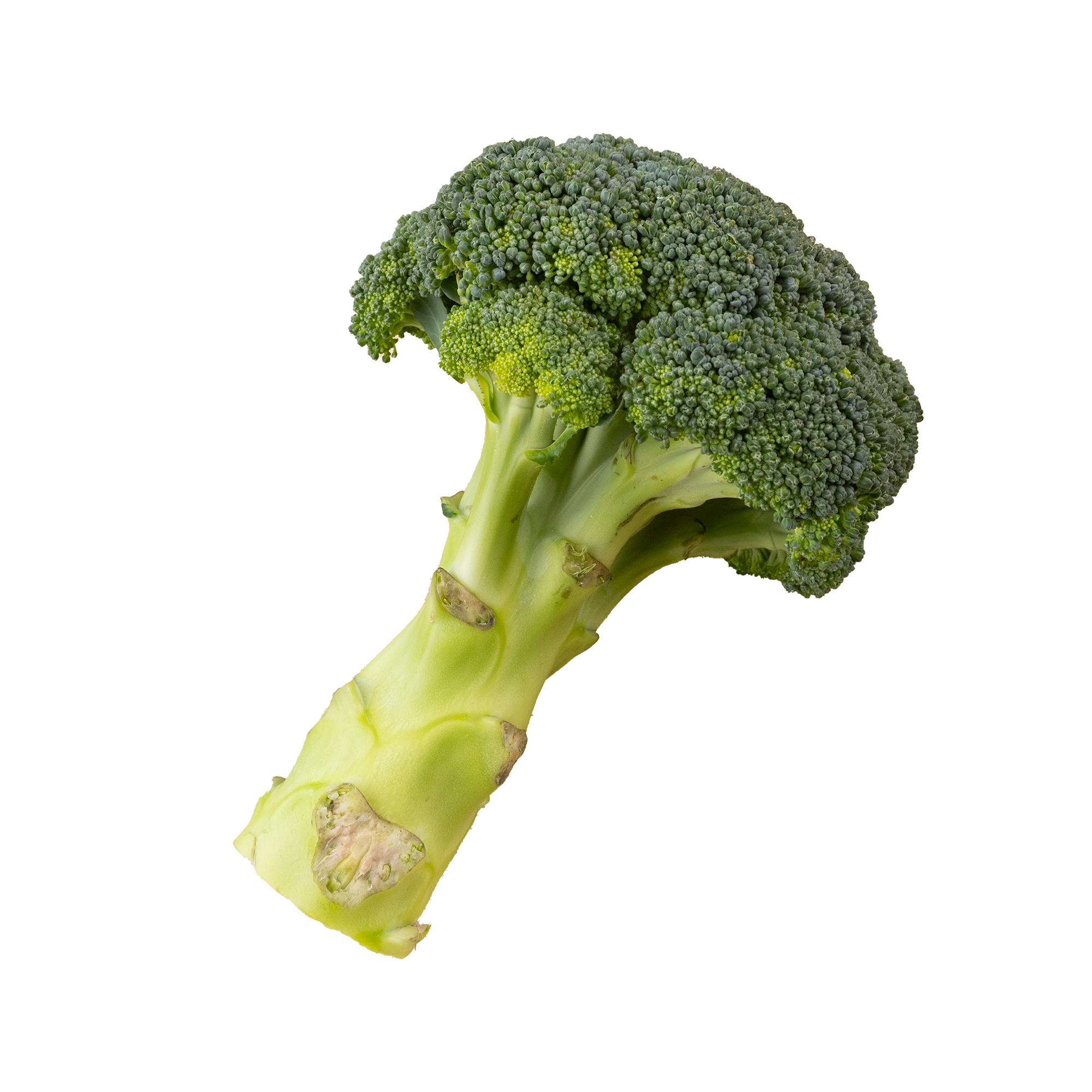 Broccoli fotad i fält med några regndroppar liggandes på plantan